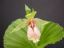 orchids:pleione cypripedium cymbidium vanda paphiopedilum